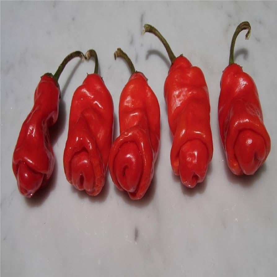 Peter Pepper Red Hot Chili - for planting in home garden